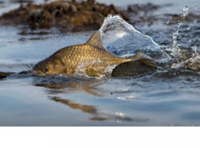 Новосибирских казаков привлекут к охране нереста рыбы