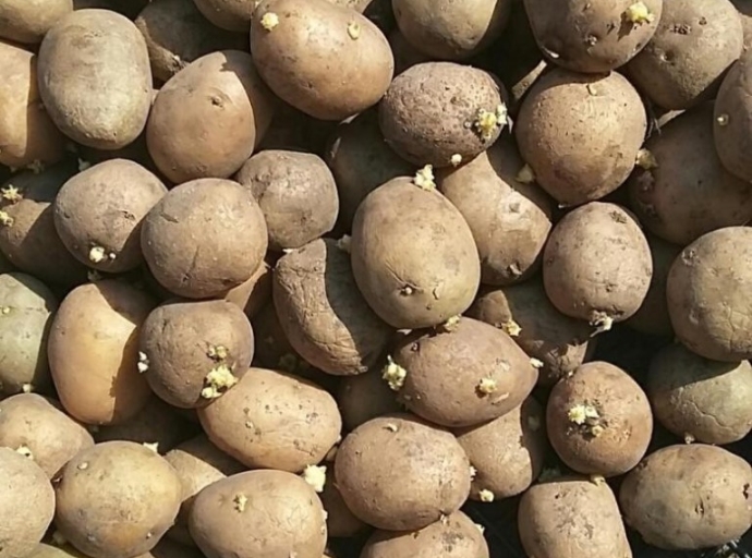 Участки для посадки картофеля