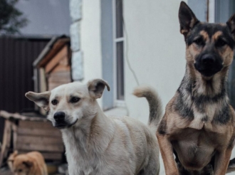 Новый способ отлова бездомных собак используют в Новосибирске